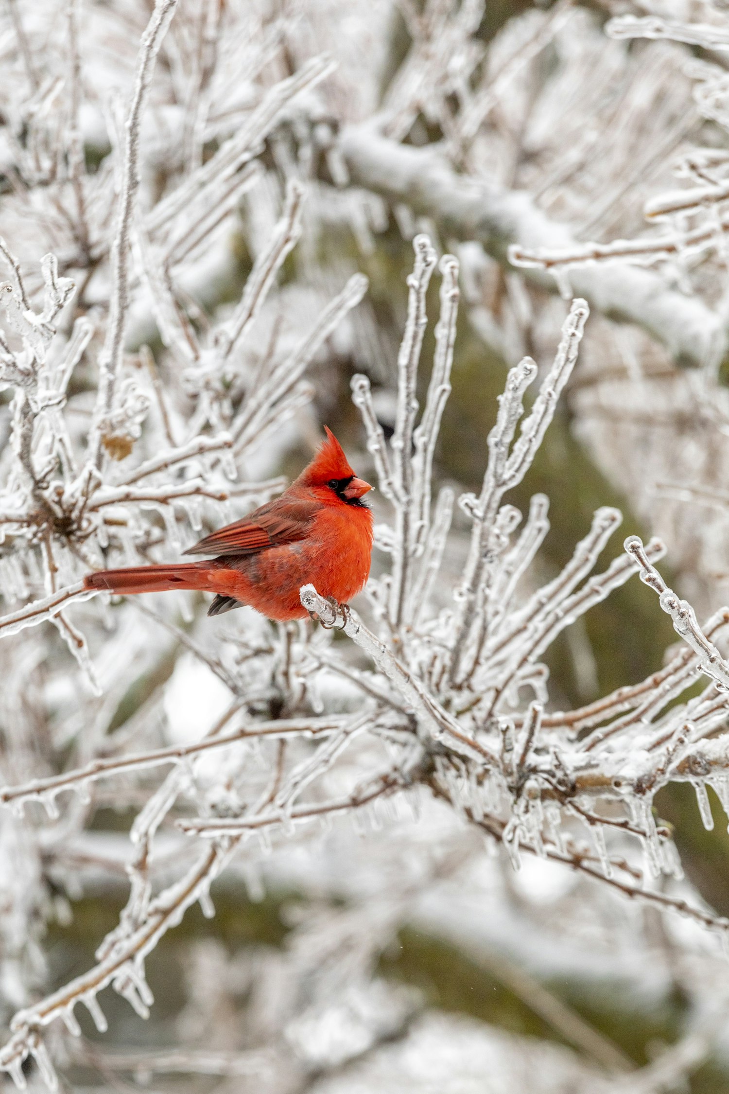A red cardinal — the bird behind the name