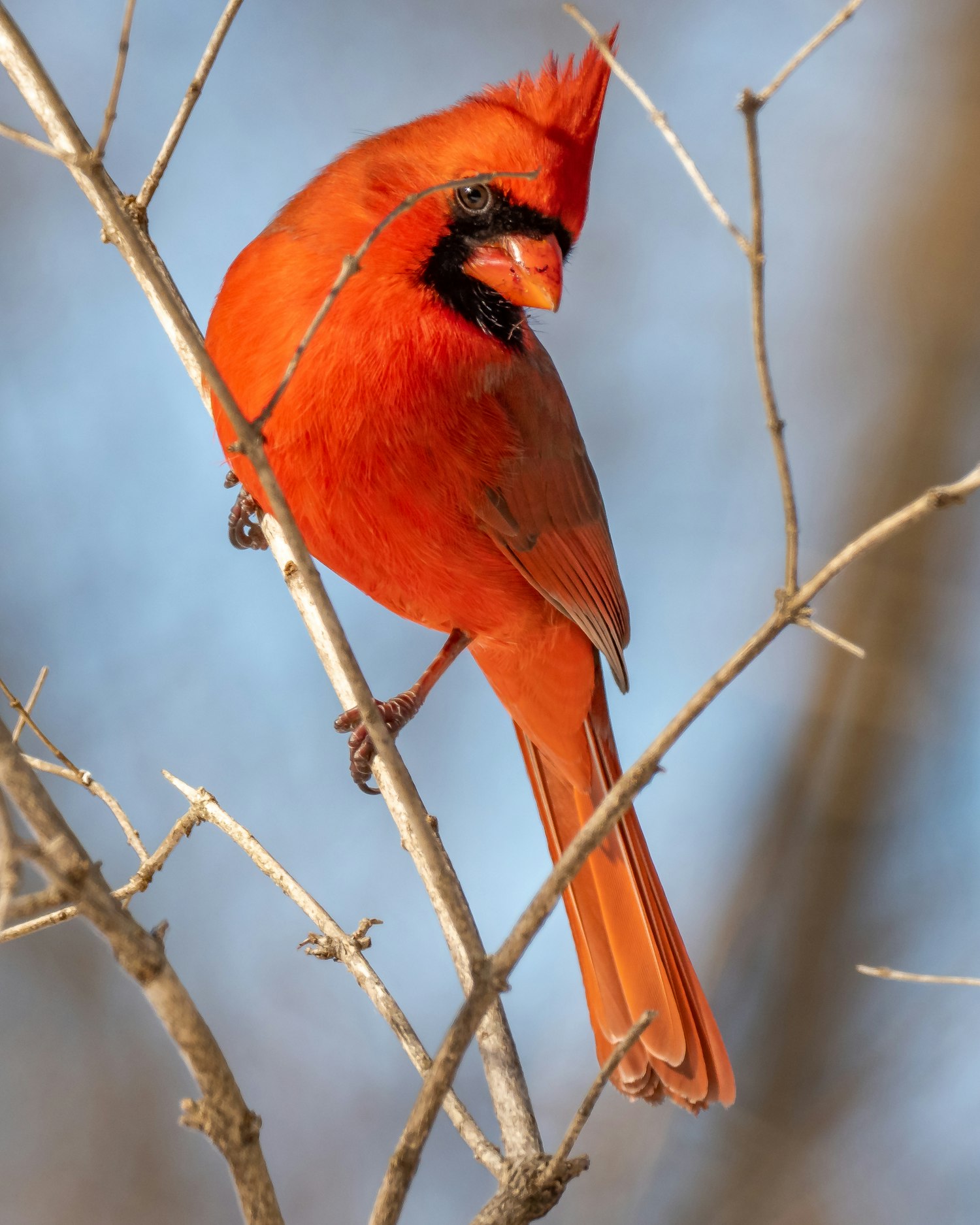 A red cardinal — the bird behind the name